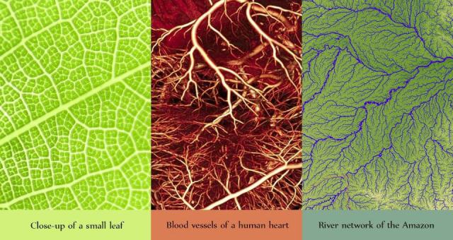 Nature vessel networks